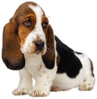 a cute basset hound